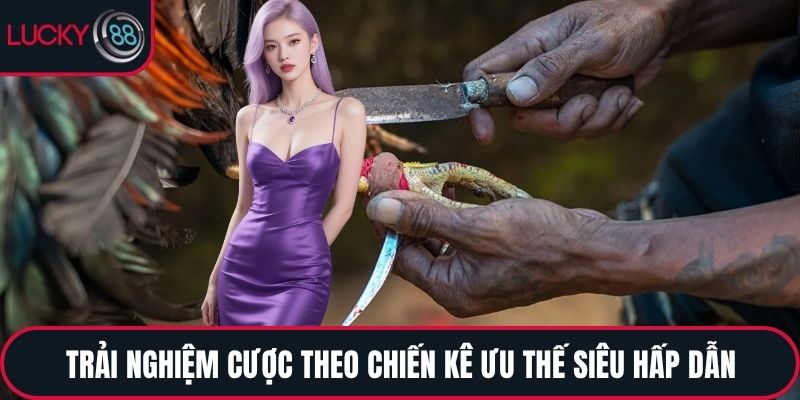Trải nghiệm cược theo chiến kê ưu thế siêu hấp dẫn